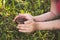 European brown toad. A child touching brown toad sitting on green summer grass in wild nature