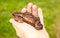 European brown toad. A child touching brown toad sitting on green summer grass in wild nature