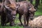 European buffalo in a park is an endangered species