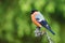 European Bullfinch