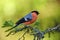 European Bullfinch