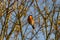 European Bullfinch perched on a branch eating a bud