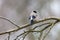 European bullfinch perching on the branch with blurred gray background