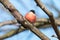 European bullfinch perching on the branch with icicle