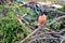 European Bullfinch/Pyrrhula Pyrrhulla sitting on a branch in the forest with green tit flying in the background.