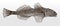 European bullhead cottus gobio, freshwater fish distributed in European rivers in side view