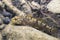 European bullhead Cottus gobio underwater photography