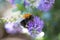 The european bumblebee