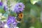 The european bumblebee