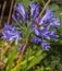 European Bumblebee at Common Aagapanthus