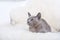 European Burmese cat gray kitten ,sitting on the white fur