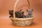 European Burmese kittens in a basket