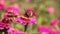 European butterfly Small tortoiseshell, Aglais urticae feeding nectar on vibrant pink flowers