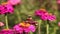 European butterfly Small tortoiseshell, Aglais urticae feeding nectar on vibrant pink flowers