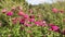 European butterfly Small tortoiseshell, Aglais urticae feeding nectar on vibrant pink flowers