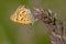 European Butterfly Sooty Copper