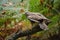 European buzzard, Buteo buteo, perched on a branch.