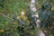 European cabbage butterfly on Mahonia aquifolium flowers in the forest in May. Berlin, Germany