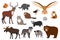 European and Canadian wild forest animals, set of isolated cartoon characters, vector illustration