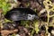 European carrion beetle (Phosphuga atrata)