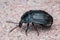 European Carrion Beetle Phosphuga atrata