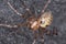 European cave spider (Meta menardi)
