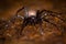 European cave spider (Meta menardi)