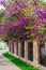 European Cercis, or Judas tree, or European scarlet. Close-up of pink flowers of Cercis siliquastrum