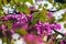 European Cercis, or Judas tree, or European scarlet. Close-up of pink flowers of Cercis siliquastrum