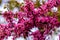 European Cercis, or Judas tree, or European scarlet. Close-up of pink flowers of Cercis siliquastrum