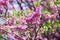 European Cercis, or Judas tree, or European scarlet. Close-up of pink flowers of Cercis siliquastrum. Cercis is a tree or shrub, a