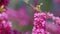 European Cercis. Spring Pink Flower Blossom Of Judas Tree Cercis Siliquastrum. Close up.