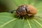 European chafer beetle on a green leaf closeup front body parts macro photo