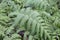 European chain fern Woodwardia radicans