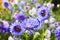 European chamomile Michaelmas Aster amellus. Aster. Bright blue flower aster closeup.