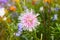 European chamomile Michaelmas Aster amellus. Aster. Bright blue flower aster closeup.