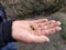 European child hand holding seedling with fresh green to show fragility of nature, spring time, plantation and awareness of ecolog