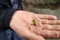 European child hand holding seedling with fresh green to show fragility of nature, spring time, plantation and awareness of ecolog