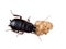 European cockroach feeding on crumb - isolated. loboptera decipiens.