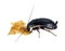European cockroach feeding - macro, isolated