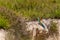 European colorful bee-eater (Merops apiaster) outdoor