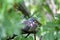 European columba palambus sit alone agains greeny natural background summertime