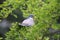 European columba palambus sit alone summertime afternoon