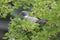 European columba palambus sit alone summertime afternoon