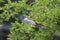 European columba palambus sit alone summertime afternoon