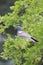 European columba palambus sit alone summertime afternoon