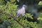 European columba palambus sit alone summertime afternoon