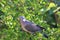 European columba palambus sit alone summertime afternoon