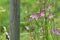 European columbine, Aquilegia vulgaris plants in front of a fence