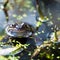 European commmon frog living in the garden pond